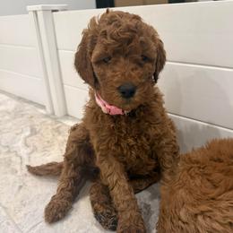Light Pink - Red  female Poodle puppy in Orange, Connecticut from Shamrock’s Poodles
