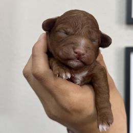 Goldendoodle puppies from High Desert Doodles