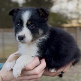 Ranger - Boy 3 - Black tri male Miniature Australian Shepherd puppy in Murfreesboro, Tennessee from Norby's Mini Aussies