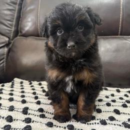 Clue - Black phantom female Aussiedoodle puppy in Heber City, Utah from Junipersdoodles