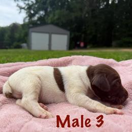 Chai - Liver roan male German Shorthaired Pointer puppy in Axton, Virginia from Red Clay Kennels