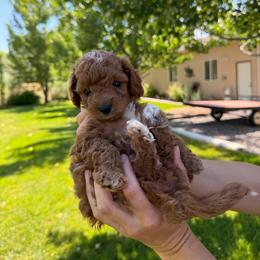 Buzz - Red male Cavapoo puppy in Spanish Fork, Utah from Sugar Doodles Pups