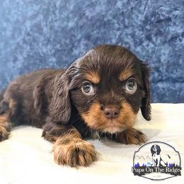 Jack Skellington - Chocolate male Cavalier King Charles Spaniel puppy in Neosho, Missouri from Pups on the Ridge