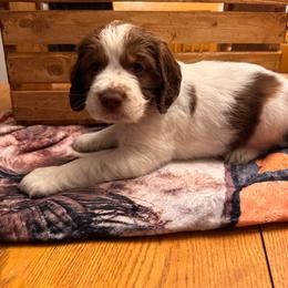 Fern - Tri-Roan female English Springer Spaniel puppy in Braidwood, Illinois from A & R Springers
