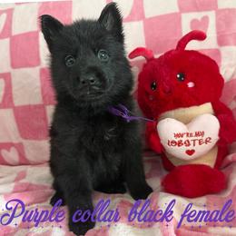 Purple collar - Black female German Shepherd puppy in Canterbury, Connecticut from Nachtwaechter German Shepherds, LLC