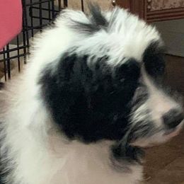 Bernedoodles, Cavapoos, Goldendoodles, Poodles, and Sheepadoodles from Sunflower Doodles