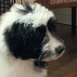 Bernedoodles, Cavapoos, Goldendoodles, Poodles, and Sheepadoodles from Sunflower Doodles