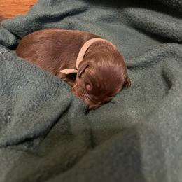 Esther - Red and rust female Doberman Pinscher puppy in Boyd, Texas from Team Feem Breeders