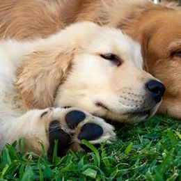 Golden Retrievers from Golden Angels kennels