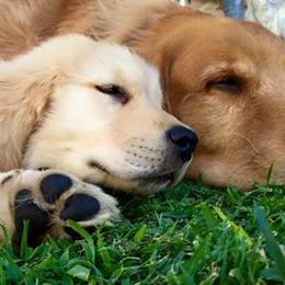 Golden Retrievers from Golden Angels kennels