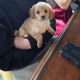 Sweet love - Apricot male Cavapoo puppy in Washington from Mt.BakerPoodles&Doodles