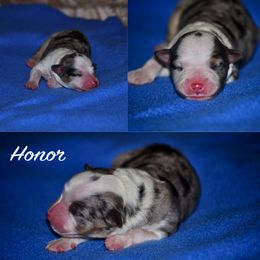Australian Shepherd Puppies from Saddle Peak Aussies