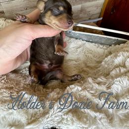 Winston - Dapple male Dachshund puppy in Atwood, Oklahoma from Holder’s Doxie Farm