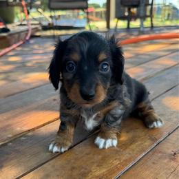 Socks - Dapple female Dachshund puppy in Hawley, Texas from Foxy’s Dachshunds & Toy Aussies