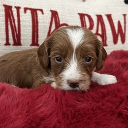 Taylor - Red  female Goldendoodle puppy in The Woodlands, Texas from Gracie's Goldendoodles and Bernedoodles