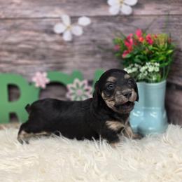 Lychee - Black and cream female Dachshund puppy in Norwood, Missouri from Madra's Dashing Doxies