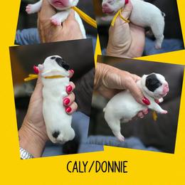 Yellow collar - White and brindle male French Bulldog puppy in Polk City, Florida from Best Friend Frenchies, LLC