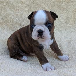 Sparks - Brindle and white male Boston Terrier puppy in Perry, Oklahoma from Sitsler Bostons