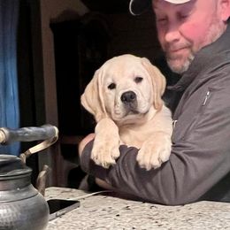 Labrador Retriever Puppies from Fairfax Pines English Labradors