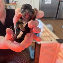 Light Blue Collar - Black and tan female English Toy Spaniel puppy in Pennsylvania from Enchanting Charlies