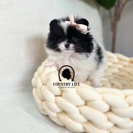 Girl 1 - Isabeau - Black and tan parti female Pomeranian puppy in Idaho Falls, Idaho from Country Life Pomeranians