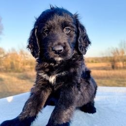 Hank - Black and white male Bernedoodle puppy in Osage City, Kansas from Golden Ridge Goldens