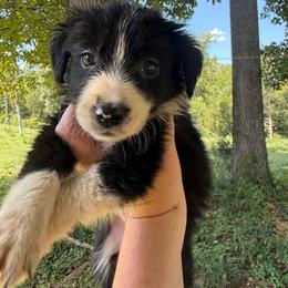 Poppy - Black and white female Border Collie puppy in Cleveland, North Carolina from Morning Glory Farm-border collies/Beyond Brilliant Dog Co.