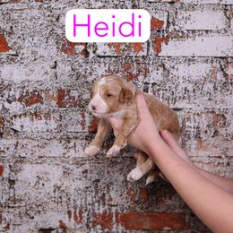 Heidi - Red  female Goldendoodle puppy in Calhoun, Georgia from Happy Top Doodles