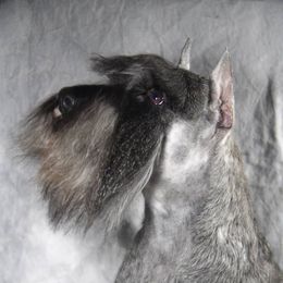 Eddy - Miniature Schnauzer