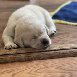 Labrador Retriever Puppies from Southern Tails Labradors