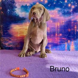 Bruno - Silver gray male Weimaraner puppy in Aitkin, Minnesota from Whispering’s GunDogs
