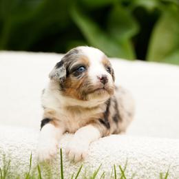 Loki - Blue merle male Bernedoodle puppy in Spokane, Washington from Lilac City Doodles