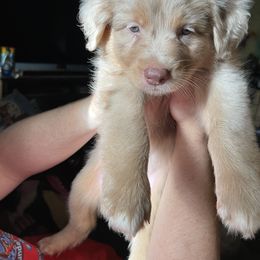 Australian Shepherd Puppies from Elliott’s Aussies