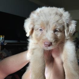 Australian Shepherd Puppies from Elliott’s Aussies