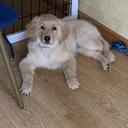 Golden Retriever Puppies from Gail’s Goldens