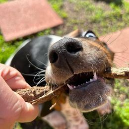 Basset Hound Puppies from Howlin Hounds