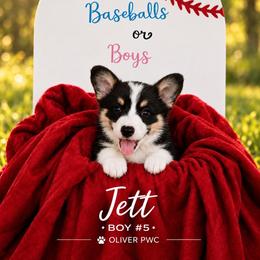 Boy 5 - Black and tan male Pembroke Welsh Corgi puppy in Chesterton, Indiana from Oliver Pembroke Welsh Corgis