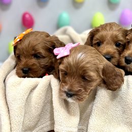 Australian Labradoodle Puppies from Heritage Manor Labradoodles (HML)
