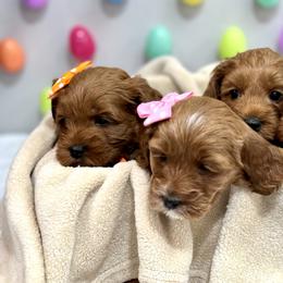 Australian Labradoodle Puppies from Heritage Manor Labradoodles (HML)