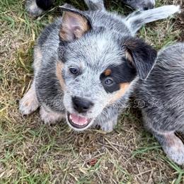 Stillwater - Blue female Australian Cattle Dog puppy in Fairview, Oklahoma from Flying D Kennels