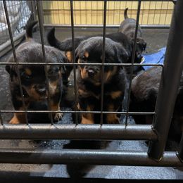 Boy 4 - Rottweiler puppy from Patrick's Pups