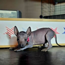 Girl 1 - Black female Xoloitzcuintli puppy in Myakka, Florida from Experience The Wild