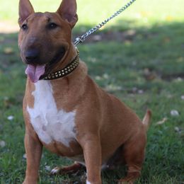 Vacilon - Miniature Bull Terrier