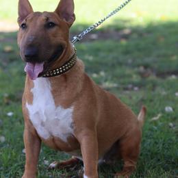 Vacilon - Miniature Bull Terrier