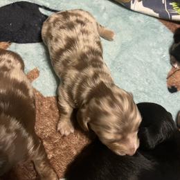 Chocolate and Tan Dapple - Dapple male Dachshund puppy in Gainesville, Florida from Mini Dots Mini Dachshunds