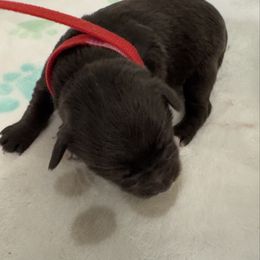 Red girl - Liver female Miniature Schnauzer puppy in Boaz, Alabama from Sweet Home Schnauzers