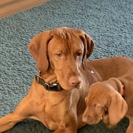 Louis - Vizsla