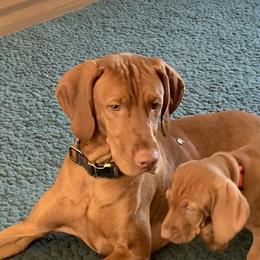 Louis - Vizsla