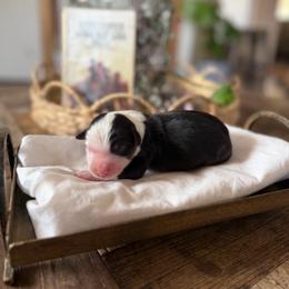 Blaze - Black tri male Miniature American Shepherd puppy in Payson, Arizona from Barnhardt Minis
