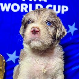 England - Merle female Labradoodle puppy in Kingston, Georgia from CC Familydoodles